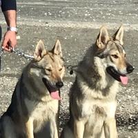 Cane lupo cecoslovacco disponibile X accoppiamento