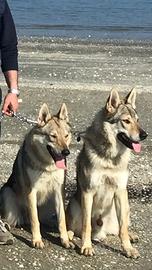 Cane lupo cecoslovacco disponibile X accoppiamento