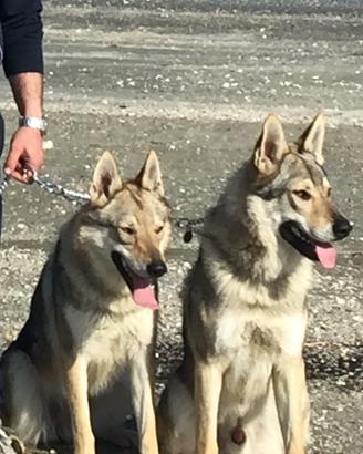 Cane lupo cecoslovacco disponibile X accoppiamento