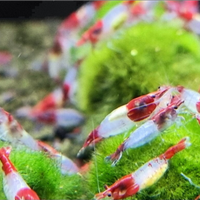Caridine red rili