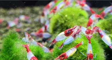 Caridine red rili