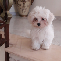 Cuccioli di razza maltese