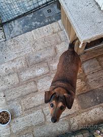 Cane meticcio