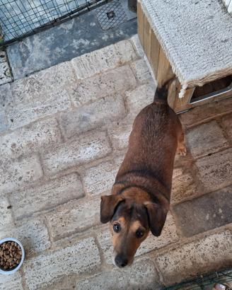 Cane meticcio