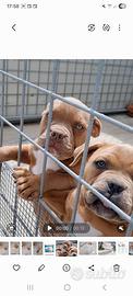 American bully