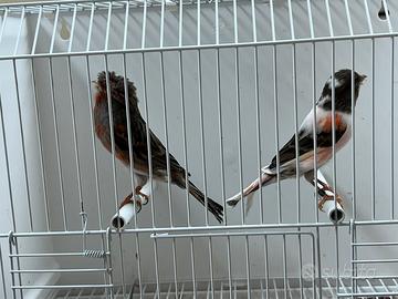 Canarini Arlecchino portoghese