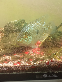 Giovani carpintis short body