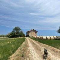 Casale