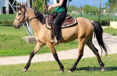 Cavalla buckskin