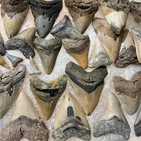 Dente di megalodonte e fossili di dinosauro