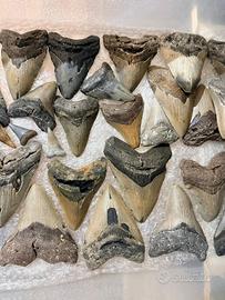 Dente di megalodonte e fossili di dinosauro