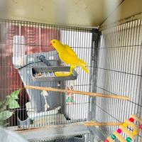 Parrocchetto dal collare