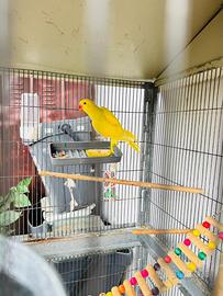 Parrocchetto dal collare