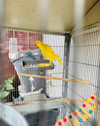 Parrocchetto dal collare