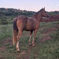 Cavalla per principianti