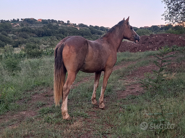 Cavalla per principianti