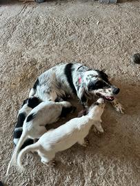 Setter cuccioli