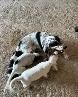 Setter cuccioli
