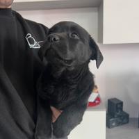 Cucciola di Labrador