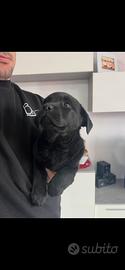 Cucciola di Labrador