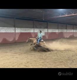 Quarter horse reining futurity prospect