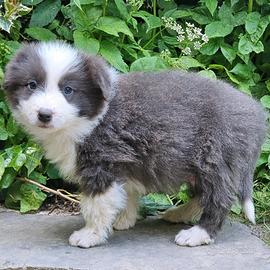 Border collie Tim pedigree