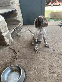 Cane da caccia seter