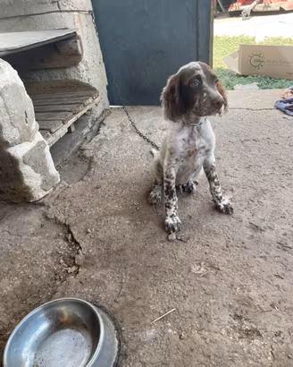 Cane da caccia seter