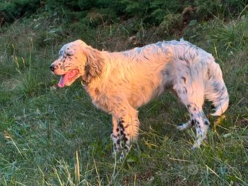 Cucciolo di Setter inglese
