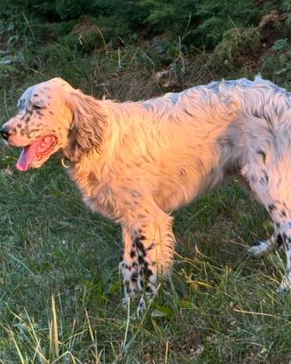 Cucciolo di Setter inglese