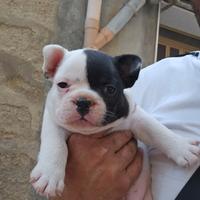 Bulldog francese