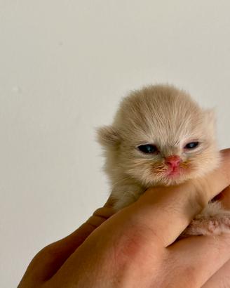 British Cucciolotti
