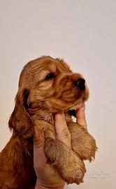 Cocker spaniel inglese