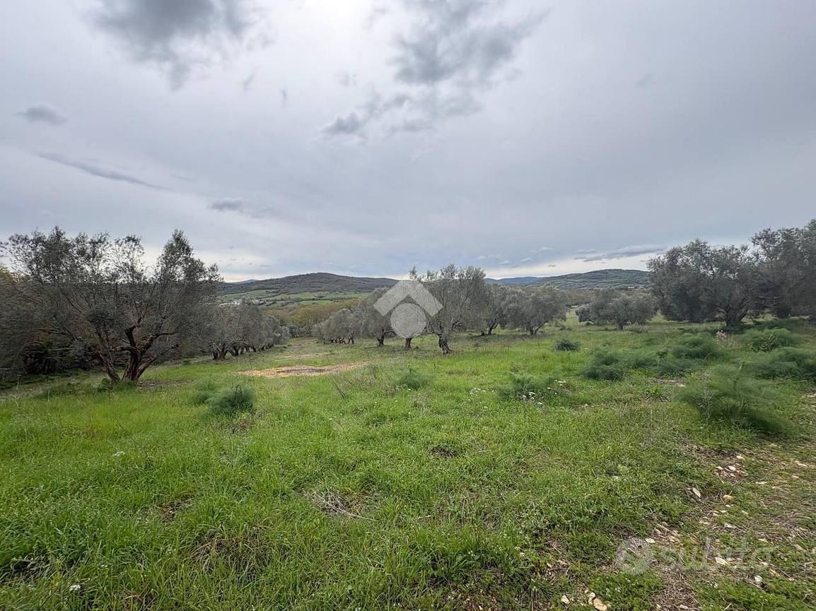 TER. AGRICOLO A MONTE ROMANO - Altro