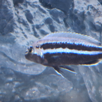 Ciclide Malawi Melanochromis Auratus