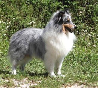 pastore dello shetland il mini lassie 