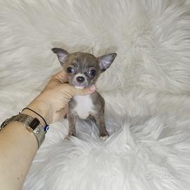 Chihuahua micro femminuccia Silver brindle 