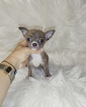 Chihuahua micro femminuccia Silver brindle 