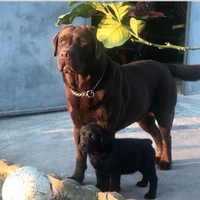 Stallone di labrador chocolate con pedigree
