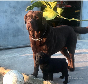 Stallone di labrador chocolate con pedigree