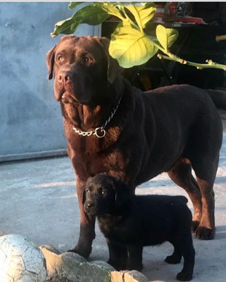 Stallone di labrador chocolate con pedigree