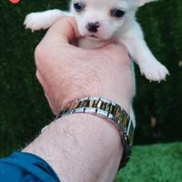 CHIHUAHUA stupendo cucciolino