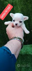 CHIHUAHUA stupendo cucciolino