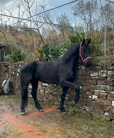 Stallone frisone disponibile per monta