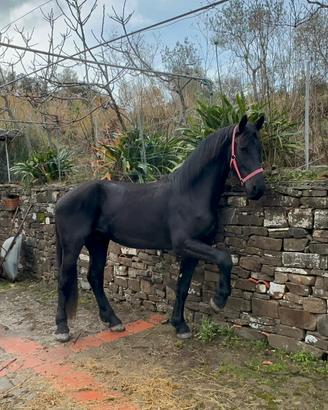 Stallone frisone disponibile per monta