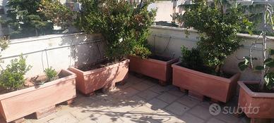 Bossi in vasi in resina Hilary's Pagani