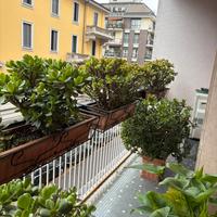 Crassula ovata o albero di giada