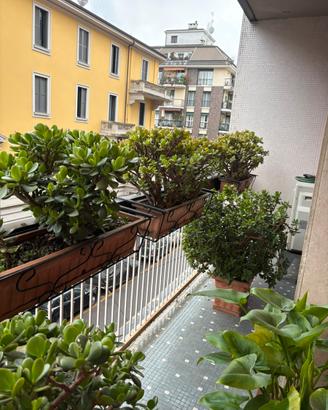 Crassula ovata o albero di giada