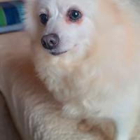 Volpino Italiano / Pomeriana