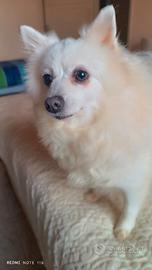 Volpino Italiano / Pomeriana